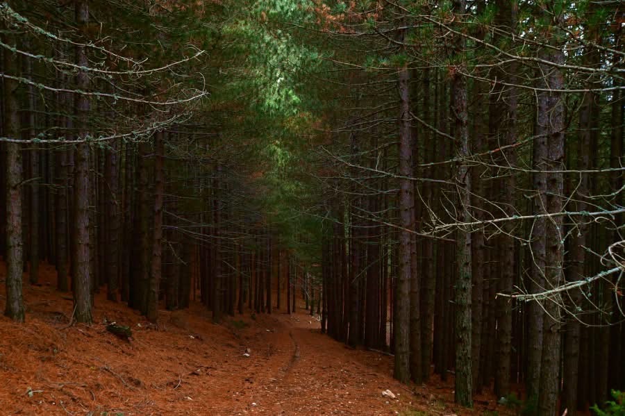 Trail and mountain landscape of Mount Olympus