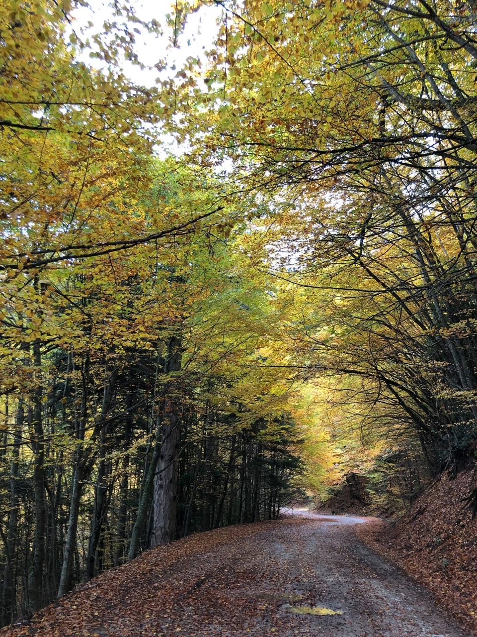 Trail and mountain landscape of Mount Olympus